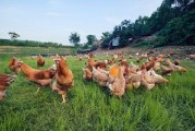 国产插鸡,创新科技引领农业现代化新篇章